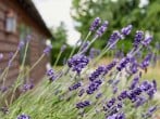 Lavender Lavender